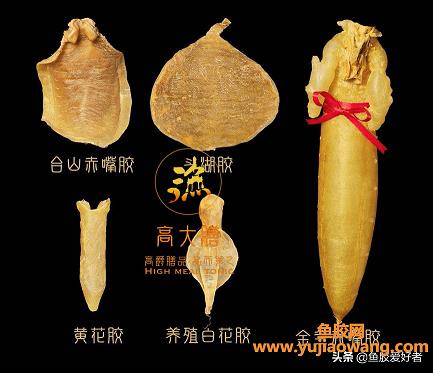 新手如何挑選魚膠